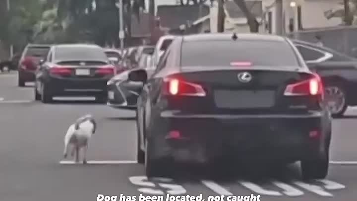 Брошенная хозяином собака пытается догнать его машину.
