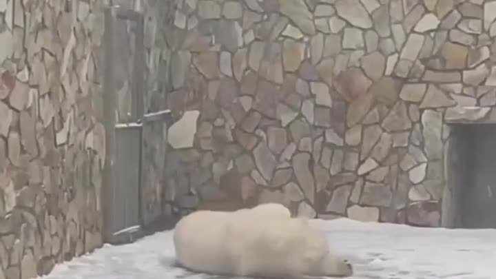 Белая медведица из Ленинградского зоопарка радуется апрельскому снегу