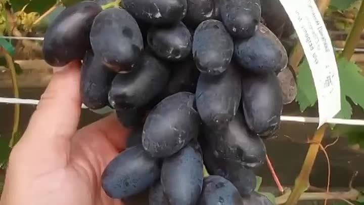 Виноград Рембо