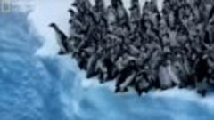 Прыжки пингвинов-экстремалов