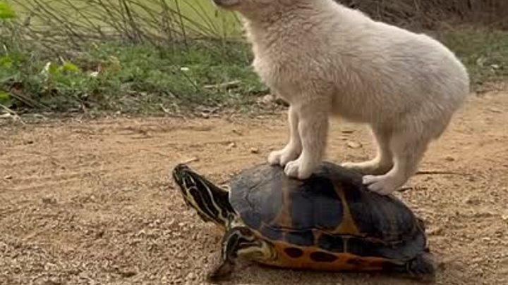 Песик и черепаха