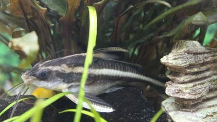 Платидорас фото рыбки Платидорас фото рыбки