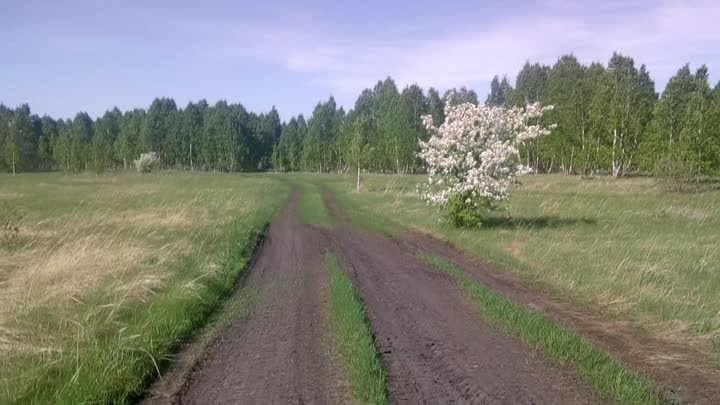 Весенний лес.