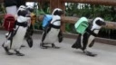 В Японии в школу ходят даже пингвины