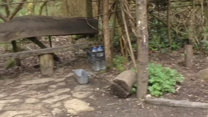 Виртуальная прогулка по лесу для собак