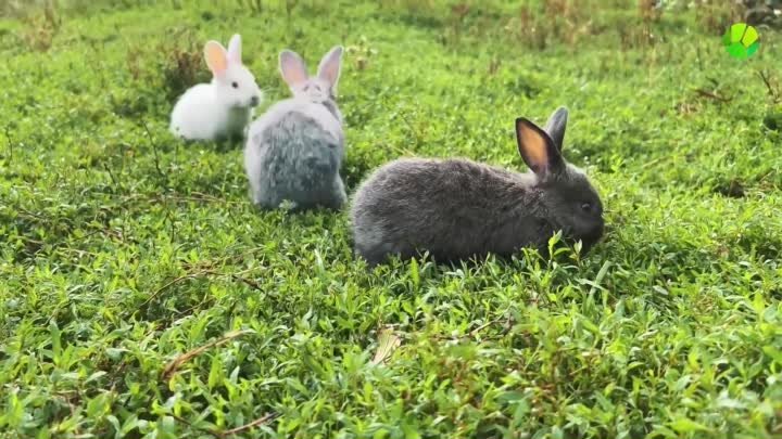 Плодятся, как кролики — правда или миф?