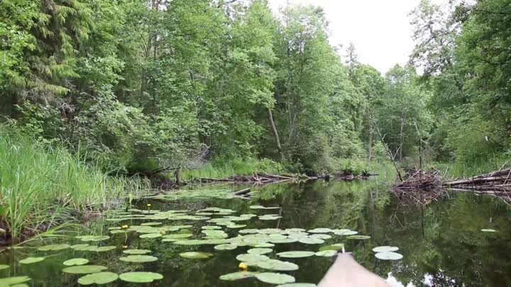 Сплав на байдарках по р.Свина. Витебск. Водник