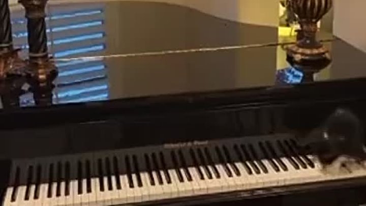 Сам себе пианист