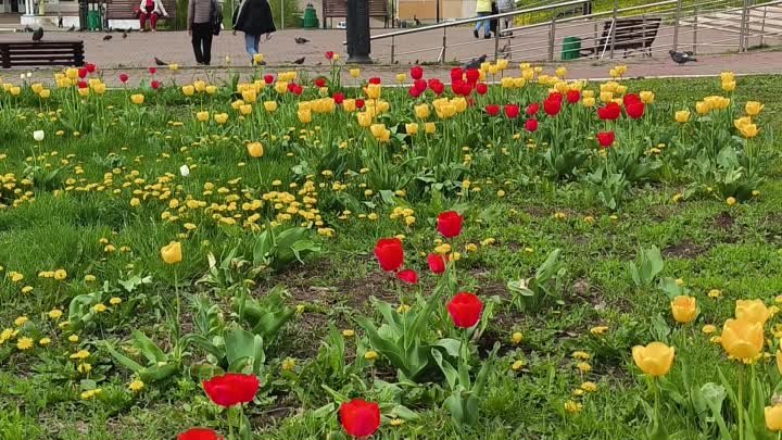 Восхитительный тюльпановый апрель