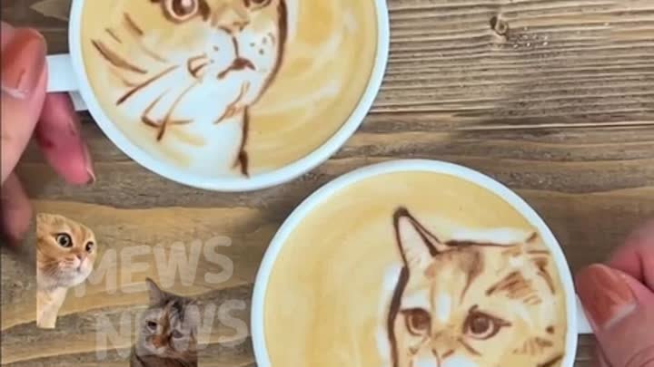 Популярные видеомемы с котами на кофе
