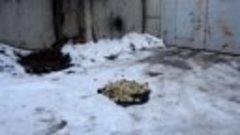 Уничтожение груш во Владимире