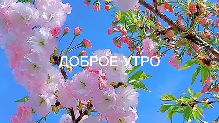 #доброеутро #сдобрымутром