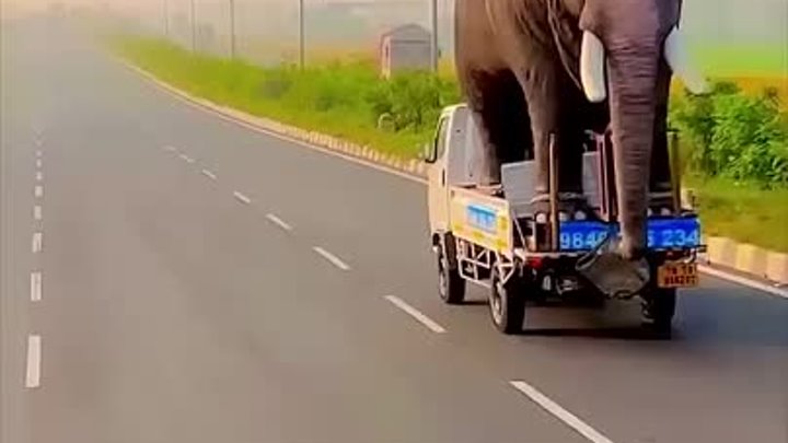 Типичная Индия_ перевозит слона в багажнике.