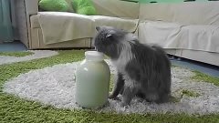Кот медвежатник!! Кот открыл банку с молоком сам!!! Кот без ...