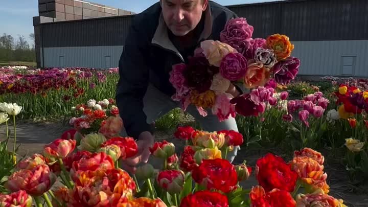 Мужчина и махровые тюльпаны