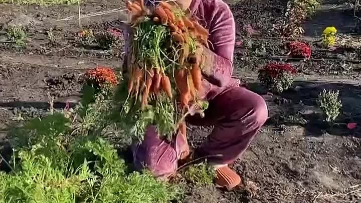 Всходы моркови