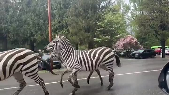 В Вашингтоне состоялся побег зебр
