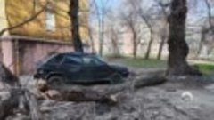 Упало дерево на автомобиль в Самаре Гагарина, 100_HD.mp4