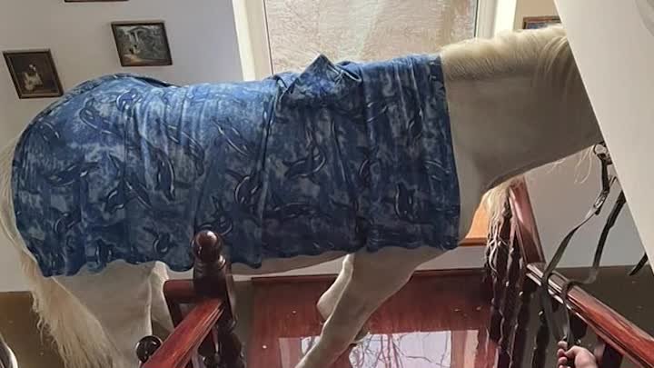 Спасение коня с балкона в Оренбурге