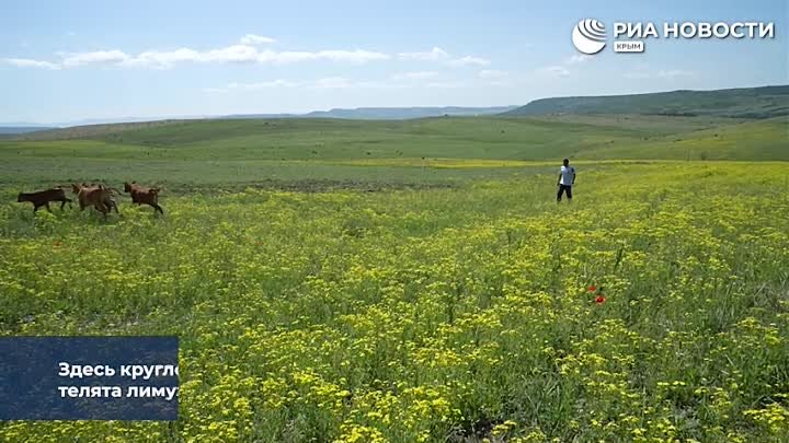 В Крыму фермеры выращивают уникальных быков