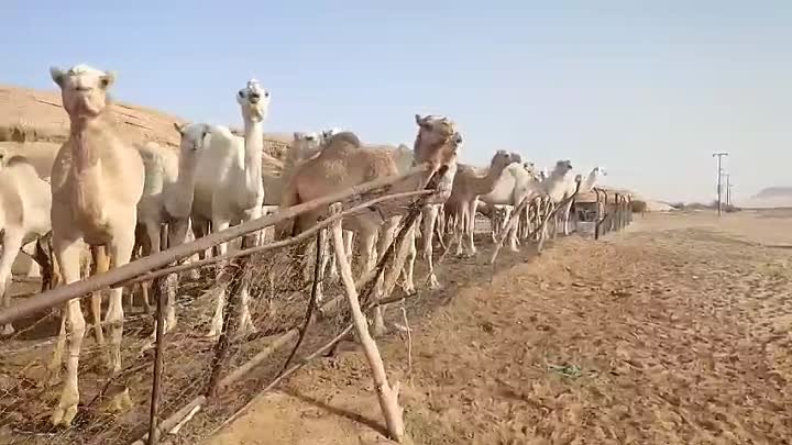 Саудовская Аравия: огромное стадо верблюдов и каменная арка в пустыне
