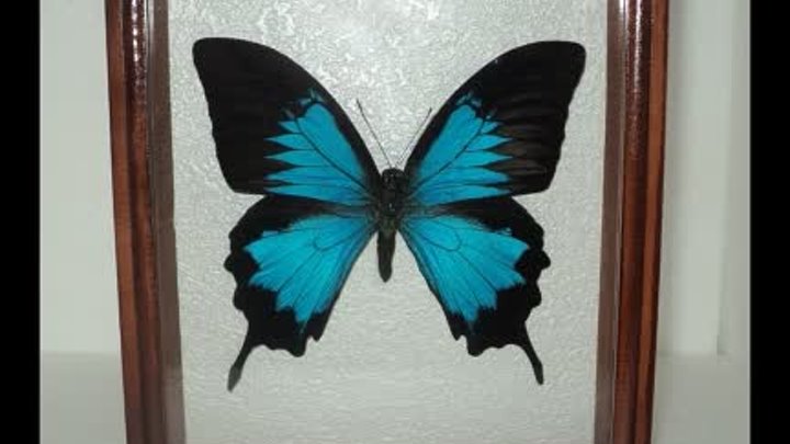 Papilio ulysses в коричневой рамке