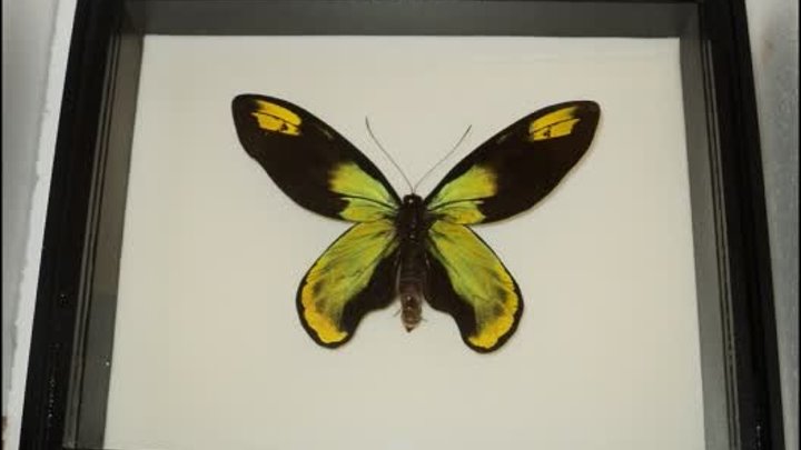 Ornithoptera victoriae в энтомологической черной коробке