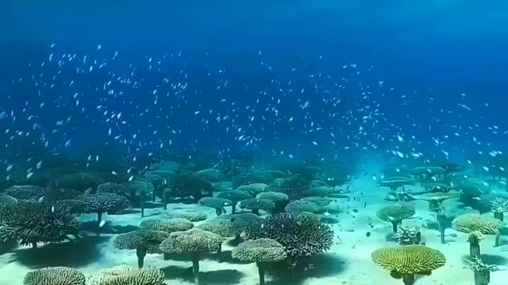 Подводный мир. Окинава, Япония.