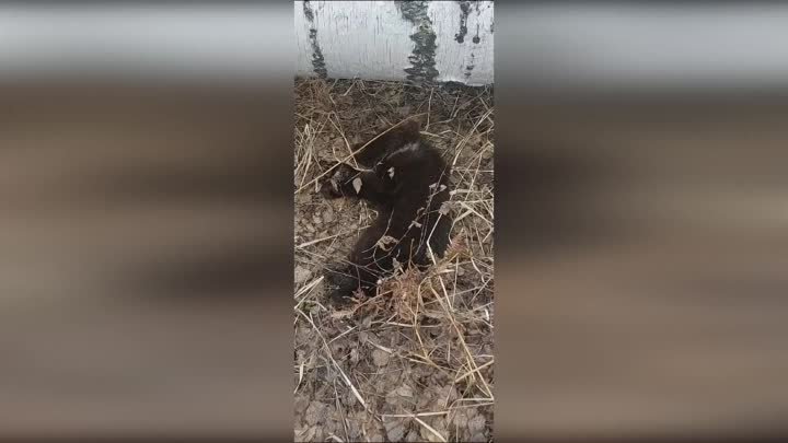 Спасение медвежонка в Новосибирской области