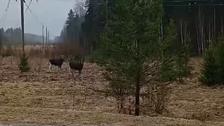 Живая природа у автодороги Шахунья -Тоншаево, на подъезде к д Кирпич ...