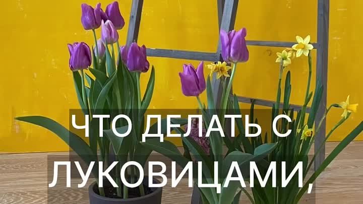 Цветы отцвели 