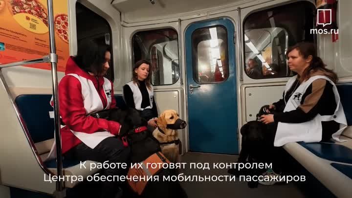 Собаки-проводники в метро