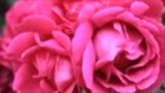 Эти Розы Только Для Тебя... -  Андрей Шпехт