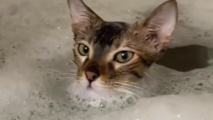  Коты принимают вечерние ванны 