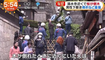 めざましテレビ 240424 動画　京都・清水寺近くで桜倒木…男性下敷きに  | 2024年4月24日