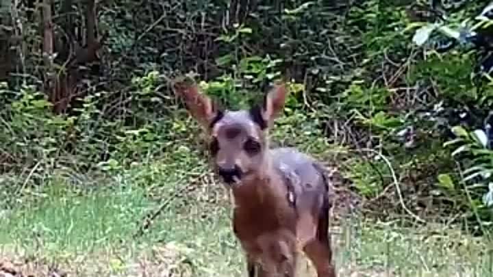 Как прекрасен этот мир! 🦌🦌🦌