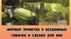 Фермер приютил 9 бездомных  собачек и сделал для них  специа...