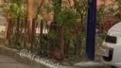 По улицам Краснодара разгуливает фазан