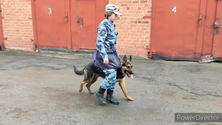 Как тренируют собак в полиции