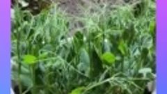 Выращиваем зеленый горошек