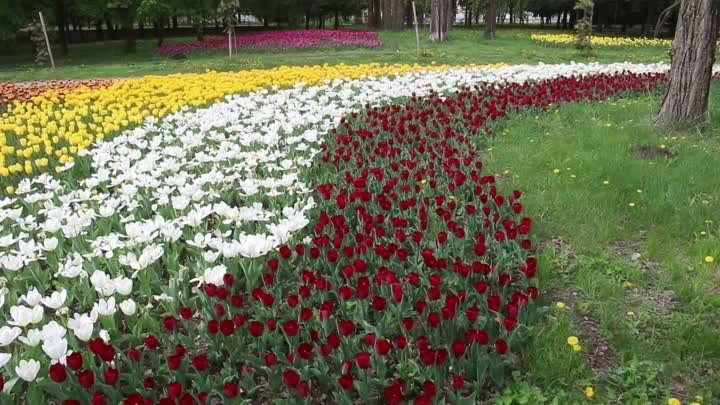 26 апреля 2024-го. Весна в Белгороде.