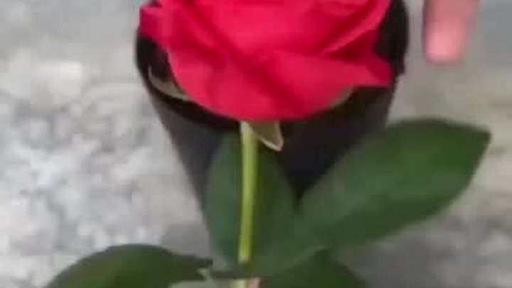 Размножаем розы 🌹
