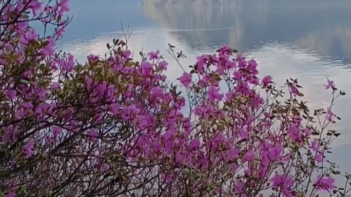 Цветущий рододендрон у Телецкого озера