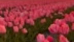 Закат над тюльпановым полем  Нидерландов 