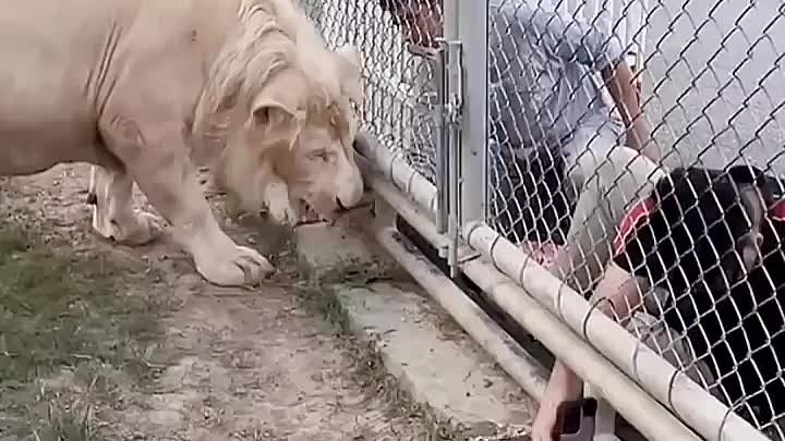 Очень заботливый лев 