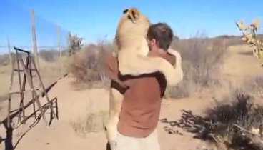 Лев обнимает человека вообще жесть