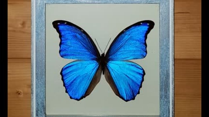 Morpho didius в двухцветной рамке