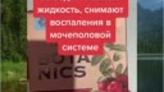 Медвежьи ушки помогут при отёках и цистите 