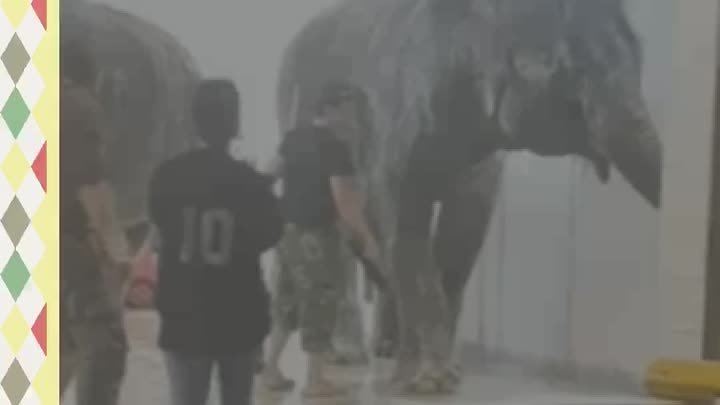 Купание слонов