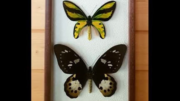 Ornithoptera tithonus. Пара в рамке